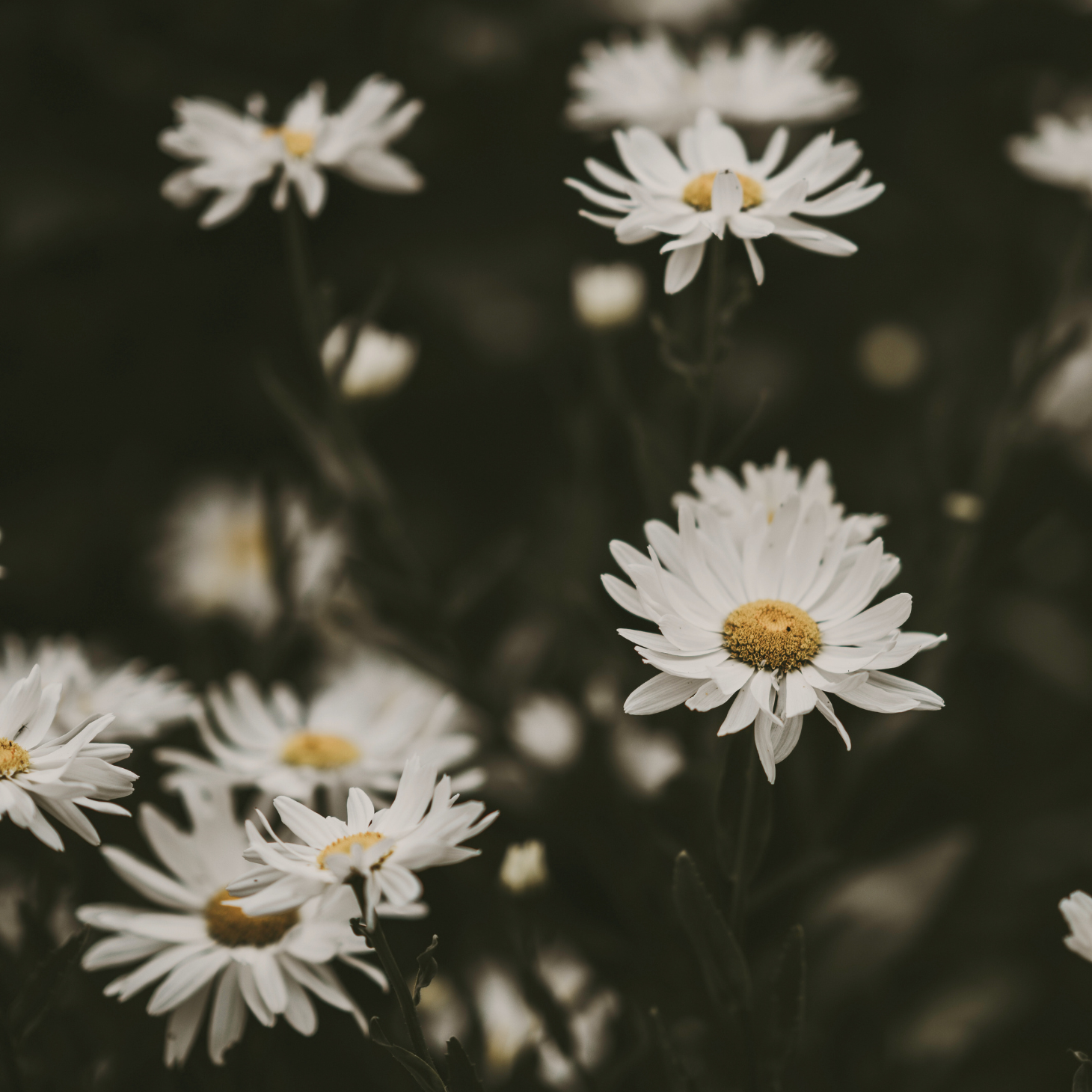 Crazy Daisy Seeds