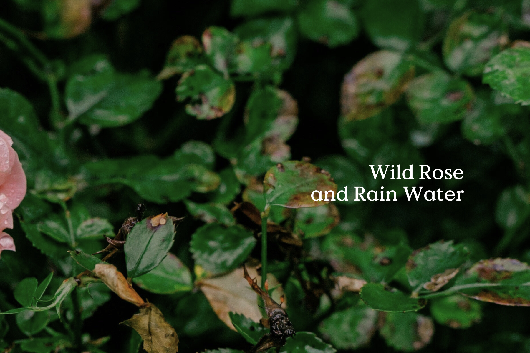 Classic Native Rose Hand Wash