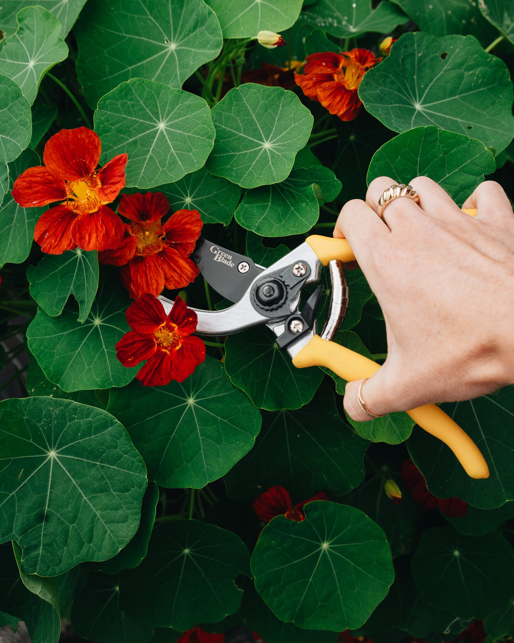 Yellow Garden Secateurs