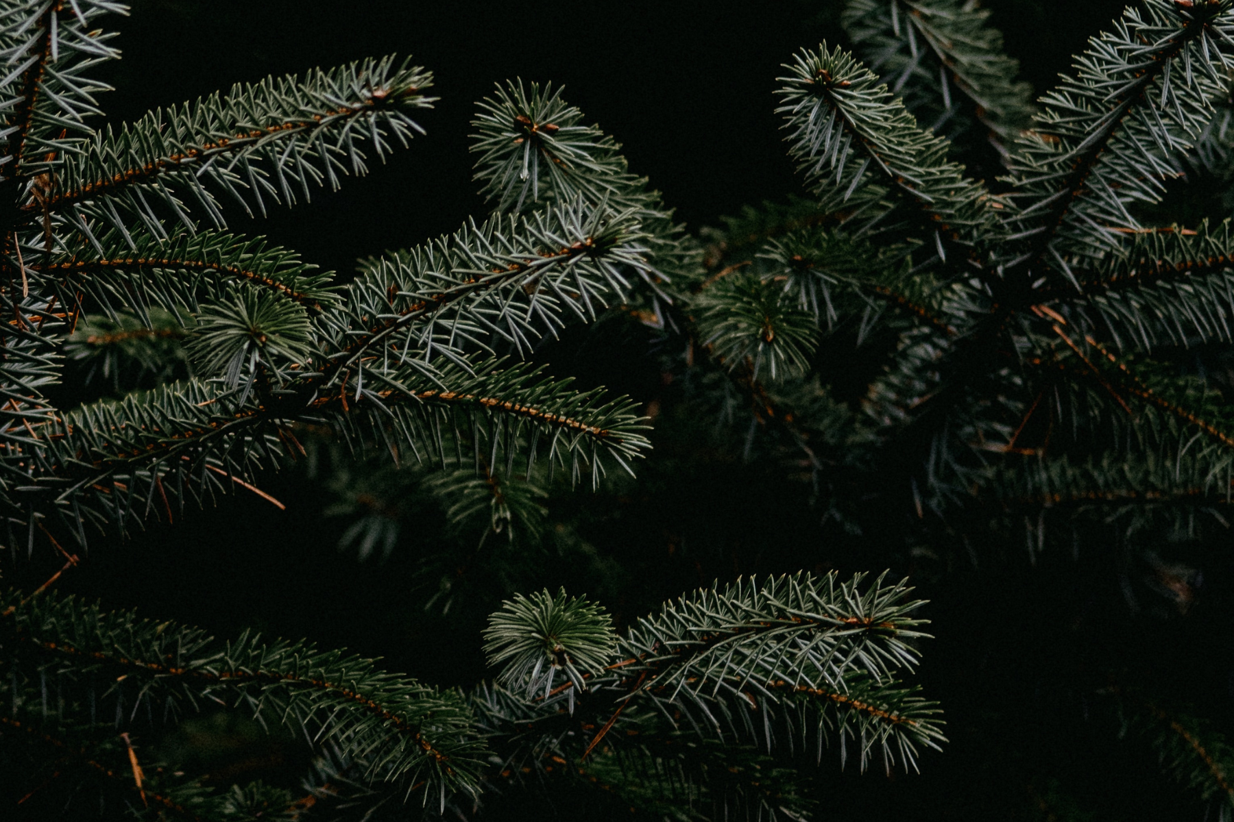Fir