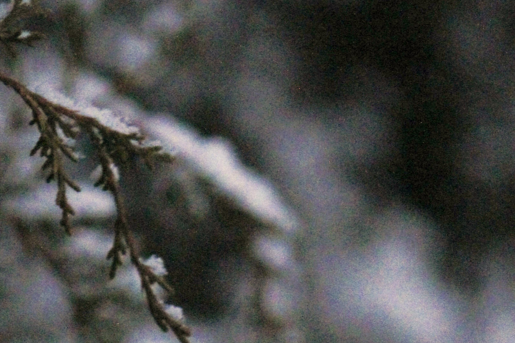 Yule