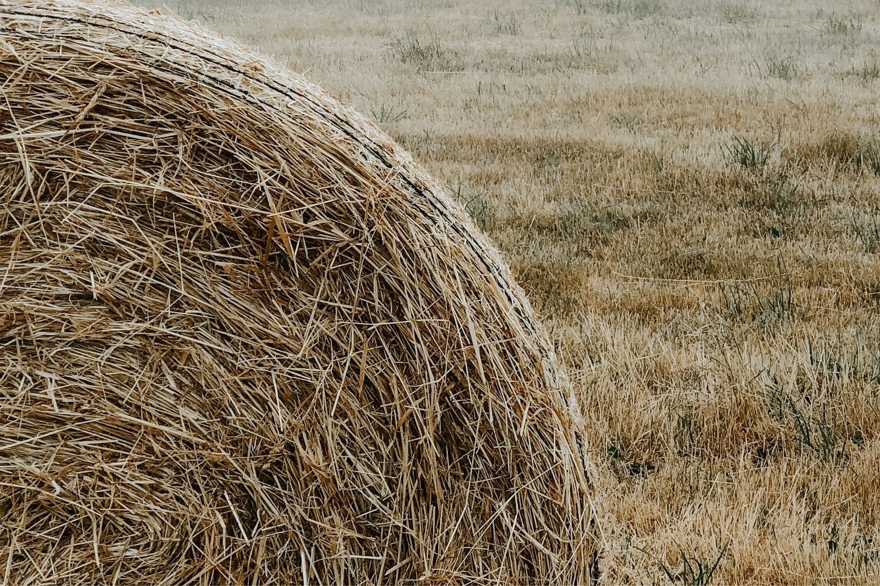 Hay Pay Hay | Field Day Ireland