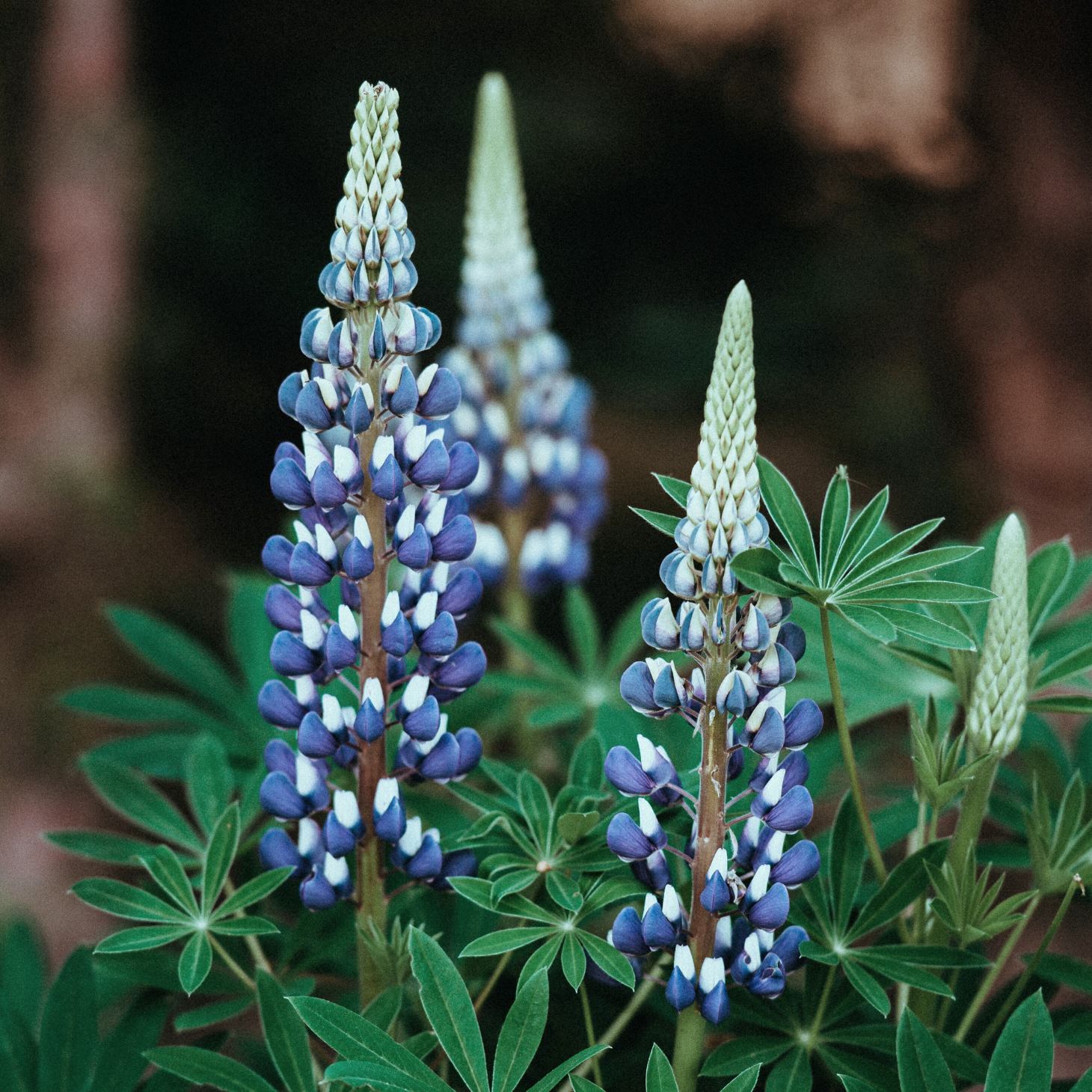 Lupin 'Noble Maiden' Seeds